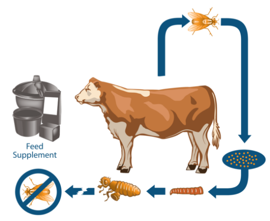 Life-cycle of a fly diagram 